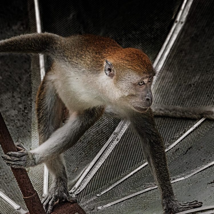 Affen auf Sumatra