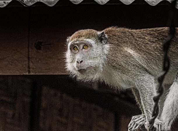 Affen auf Sumatra